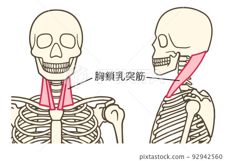 胸鎖乳突肌,頸部,正面,側面,帶有名稱 胸鎖乳突肌,頸部,正面,側面,帶有名稱 92942560