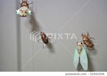 Cicadas emerging 92942846