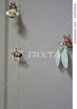 Cicadas emerging 92942848
