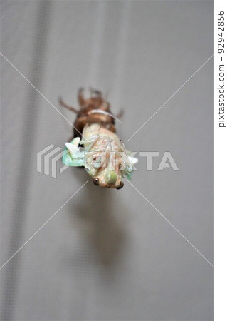 Cicadas emerging Cicadas emerging 92942856