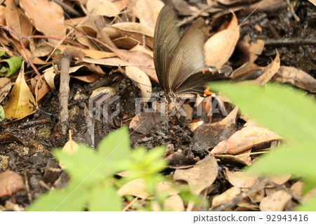 Water absorption behavior of black swallowtail Water absorption behavior of black swallowtail 92943416