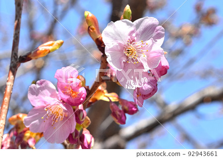 Cherry Blossoms Cherry Blossoms 92943661