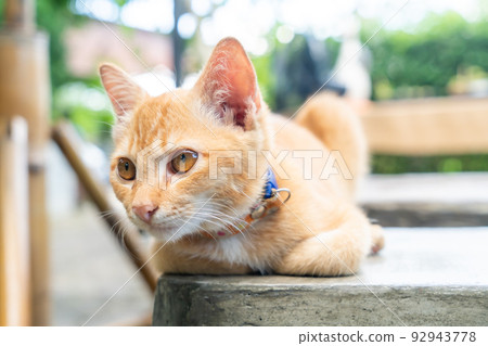 cute orange baby cat cute orange baby cat 92943778