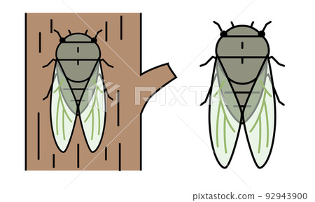 熊蟬的插圖素材。 92943900