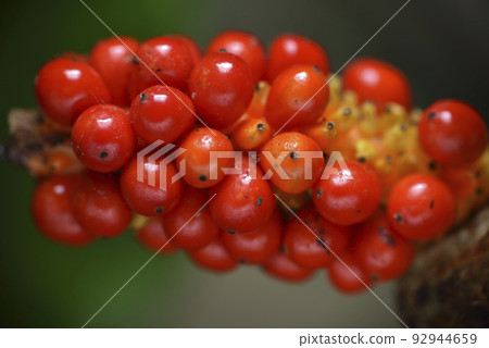 紅色的野生芋頭植物果實 92944659