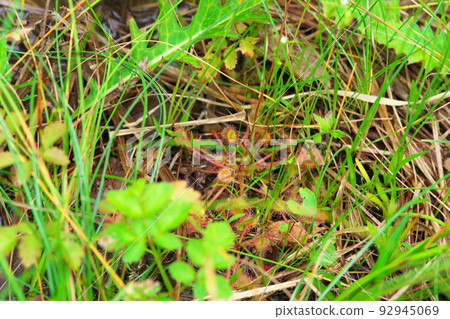 [國家天然紀念物] 岡山縣新見市濕地中生長的食肉植物 Koigakubo Wetland Drosera 2 92945069