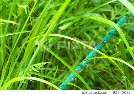 [國家自然寶藏]岡山縣新見市散步道旁的葉子上棲息的Koigakubo濕地豆娘 92945081