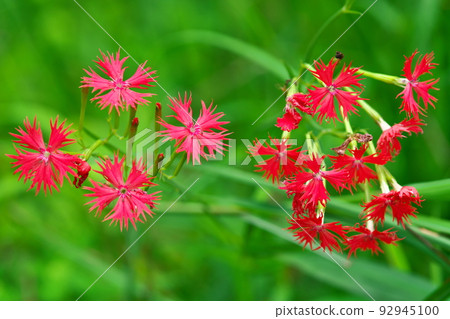 [National Natural Monument] Koigakubo Wetland Red flower 18 of Ogura Sennou, one of the representative flowers of the wetland Niimi City, Okayama Prefecture 92945100