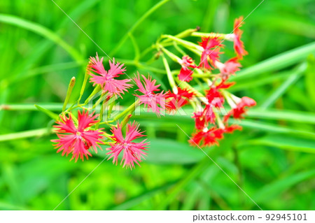 [National Natural Treasure] Koigakubo Marsh One of the representative flowers of the marsh, the red flower of Ogura Sennou 19 Niimi City, Okayama Prefecture 92945101