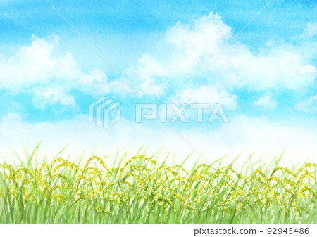 夏季稻穗水彩畫 92945486