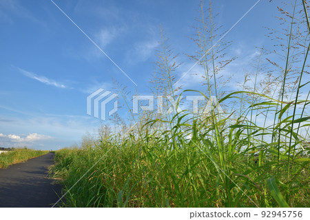 夏草生長的岸邊 夏草生長的岸邊 92945756