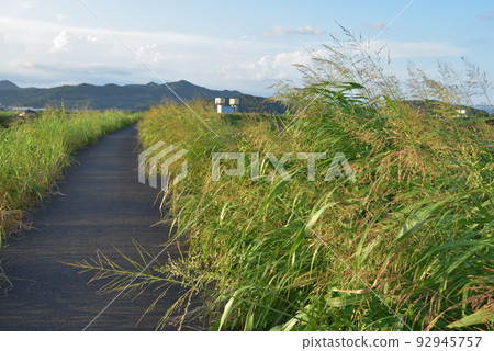 夏草生長的岸邊 夏草生長的岸邊 92945757