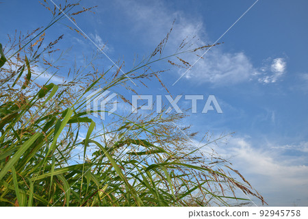 夏天的草和夏天的天空 92945758