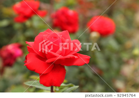 Rose plantation. Growing roses for seedlings. Rose farm. Rose plantation. Growing roses for seedlings. Rose farm. 92945764