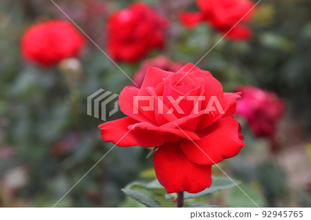 Rose plantation. Growing roses for seedlings. Rose farm. 92945765