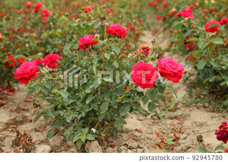 Rose plantation. Growing roses for seedlings. Rose farm. Rose plantation. Growing roses for seedlings. Rose farm. 92945780