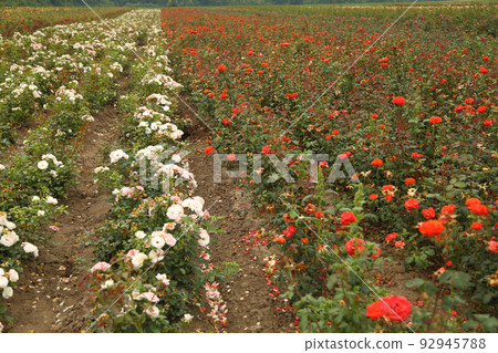 Rose plantation. Growing roses for seedlings. Rose farm. 92945788