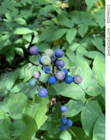 Colorful Ruiyou Peony Fruit Colorful Ruiyou Peony Fruit 92946021
