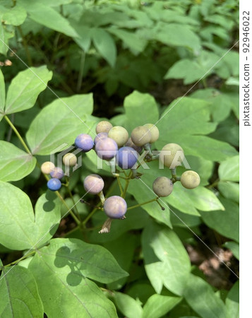 Colorful Ruiyou Peony Fruit 92946022