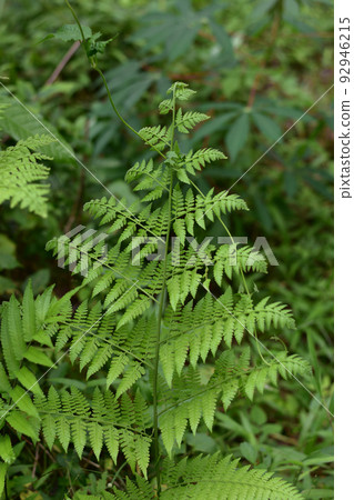 Ferns field in the dark Ferns field in the dark 92946215