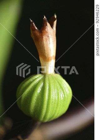 moon peach tree plant growing seeds 92946229