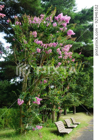 Crape myrtle flower Crape myrtle flower 92946382