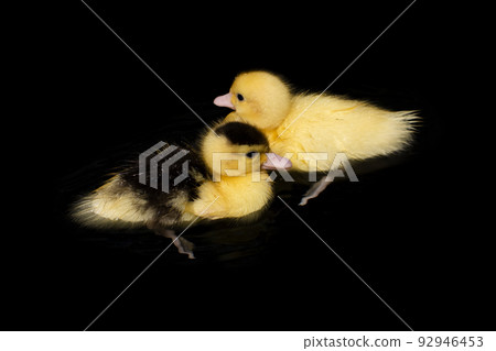 Yellow duck on black background Yellow duck on black background 92946453