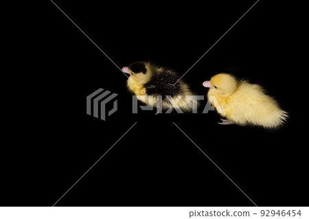 Yellow duck on black background 92946454