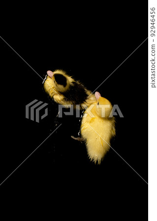 Yellow duck on black background 92946456