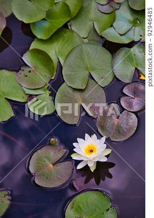 Water lily Water lily 92946485