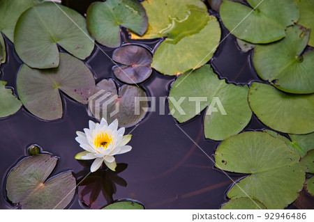 Water lily Water lily 92946486