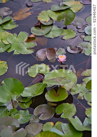 Water lily Water lily 92946487