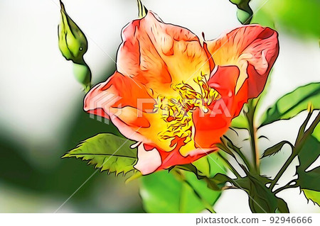 Pastel-like "rose flowers and buds in full bloom" illustration image 92946666