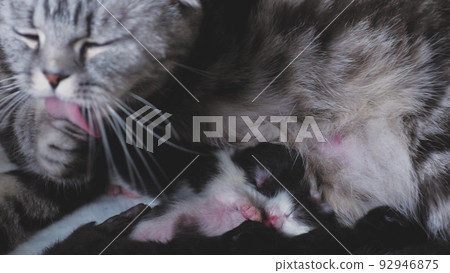 Mom cat washes her face lying on the floor with little kittens, sleeping pets, a family of felines, licking the fur with her tongue and being clean, love for babies 92946875