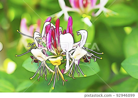 粉彩風格的“金銀花”插圖圖像 92946899