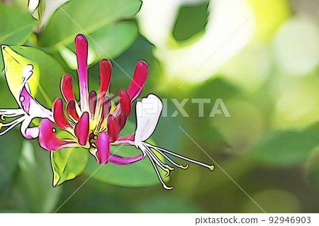 Pastel style "honeysuckle" illustration image Pastel style "honeysuckle" illustration image 92946903