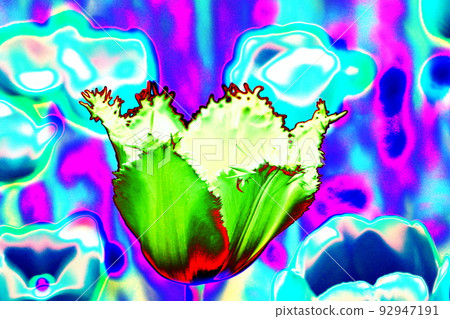 Close up of tulip flowers, altered color scheme. Bright colorful background. Close up of tulip flowers, altered color scheme. Bright colorful background. 92947191