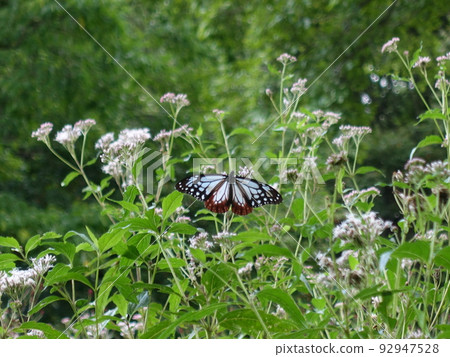 chestnut tiger butterfly butterfly chestnut tiger butterfly butterfly 92947528