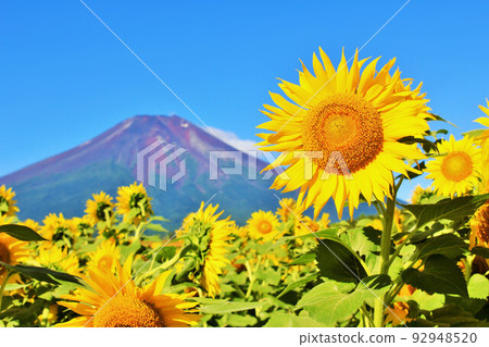 Summer blue sky and sunflower in full bloom And Mt. Fuji 92948520