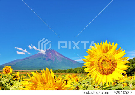 Summer blue sky and sunflower in full bloom And Mt. Fuji 92948529