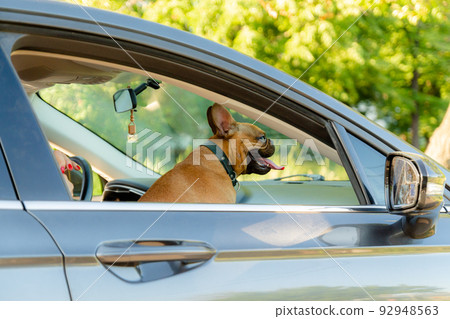 Adorable small active little smart dog French Bulldog in the car and is ready for journey. 92948563