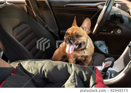 Adorable small active little smart dog French Bulldog in the car and is ready for journey. Adorable small active little smart dog French Bulldog in the car and is ready for journey. 92948573