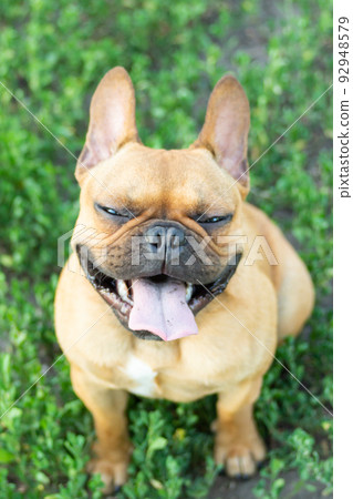 Adorable small active little smart dog French Bulldog playing with a ball 92948579