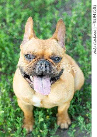 Adorable small active little smart dog French Bulldog playing with a ball Adorable small active little smart dog French Bulldog playing with a ball 92948582