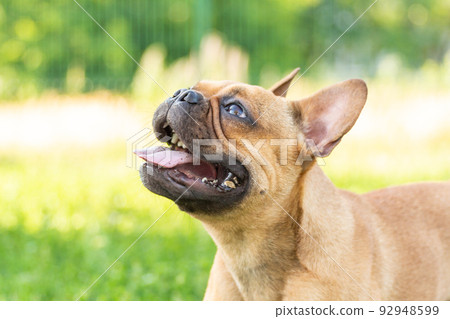 Adorable small active little smart dog French Bulldog playing with a ball Adorable small active little smart dog French Bulldog playing with a ball 92948599