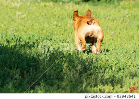Adorable small active little smart dog French Bulldog playing with a ball 92948641