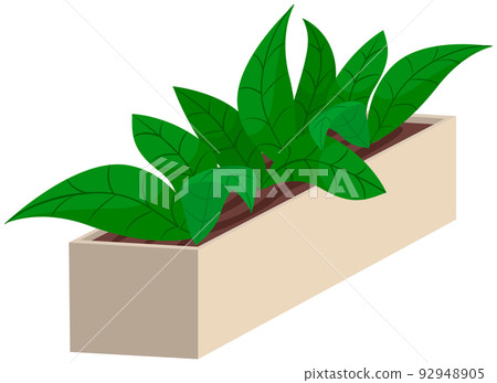 Pot with houseplant isolated on white. Flowerpot of decorative green plant with green leaves 92948905