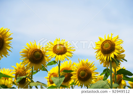 在陽光明媚的炎熱夏天，向日葵在向日葵田中綻放，同時燦爛地伸展的原始圖像 92949512