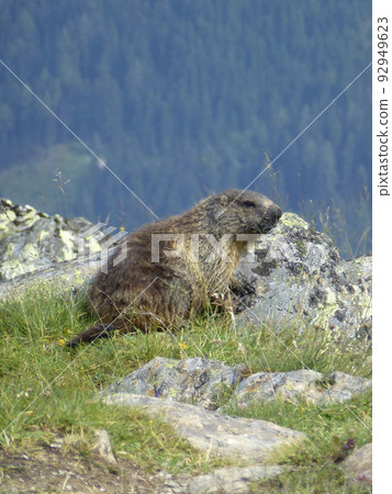 Marmot at Stubai high-altitude hiking trail, lap 8 in Tyrol, Austria 92949623