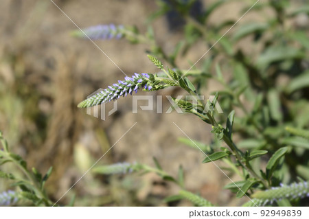 Dwarf Spiked speedwell Blue Carpet 92949839
